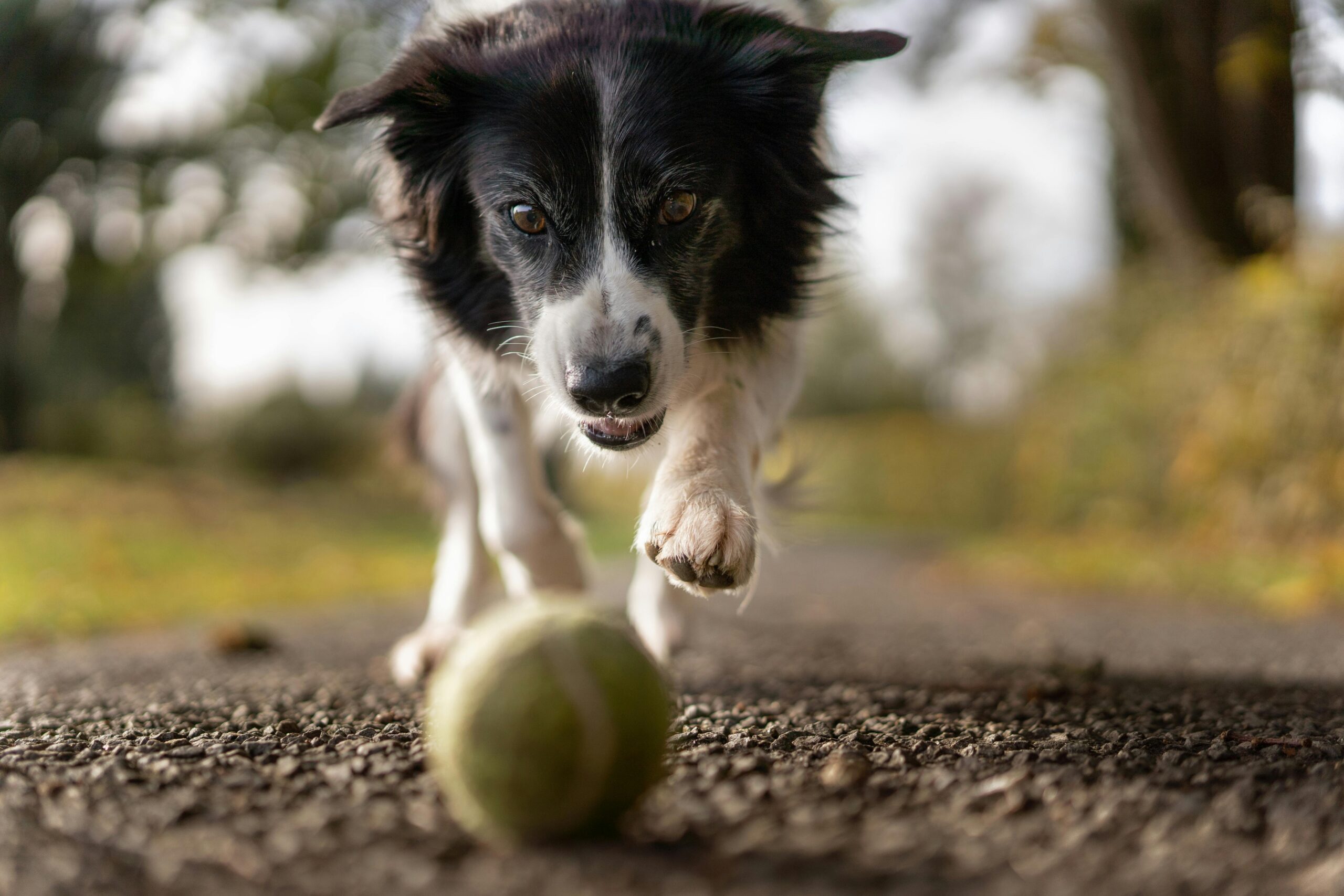 7 Ways To Keep Your Dogs Happy During Boarding