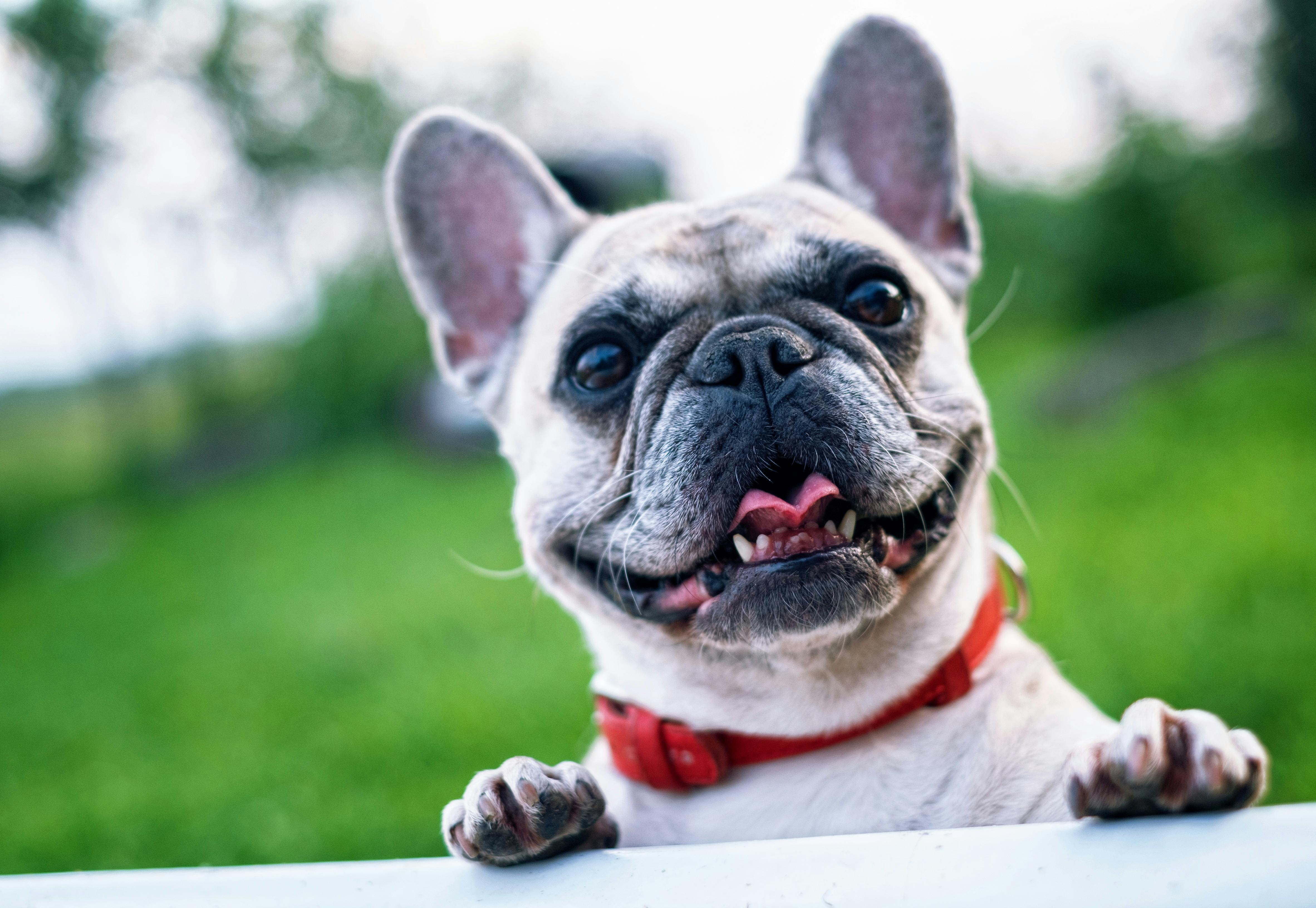 How Doggy Daycare Can Help Your Dog