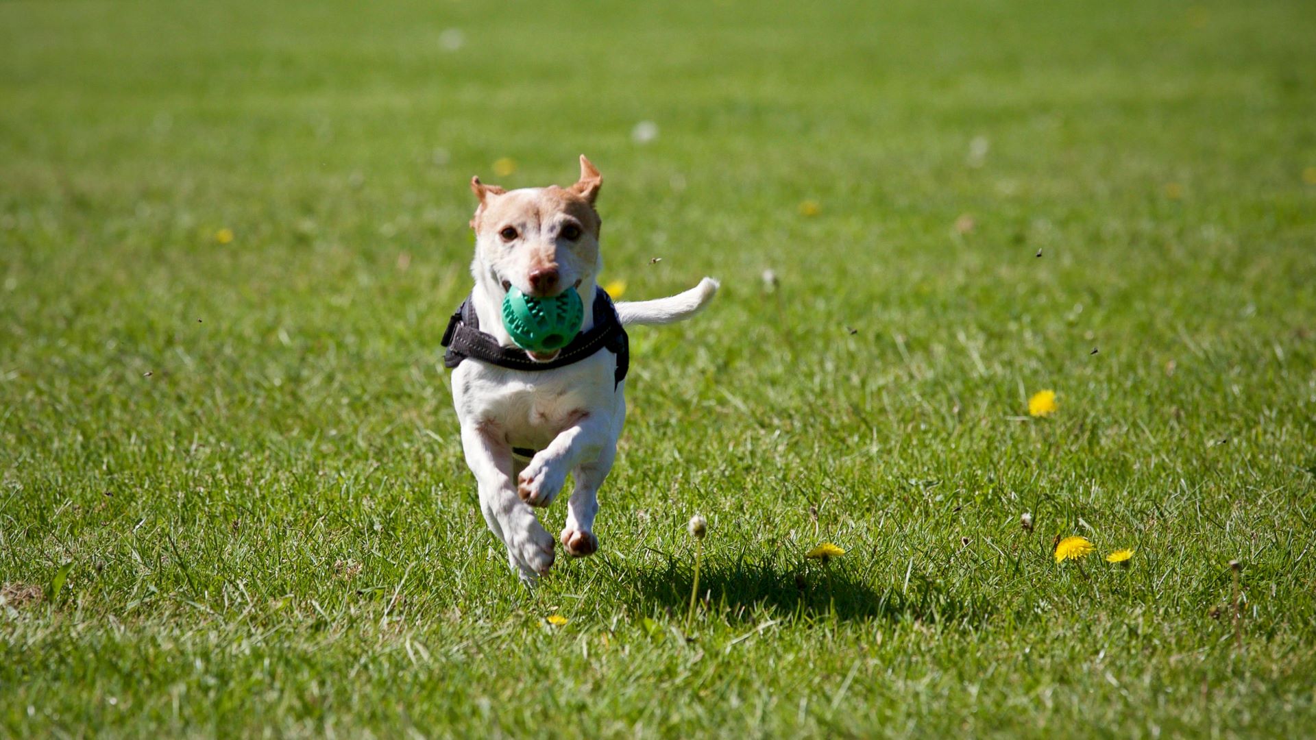 How a Doggy Daycare Works