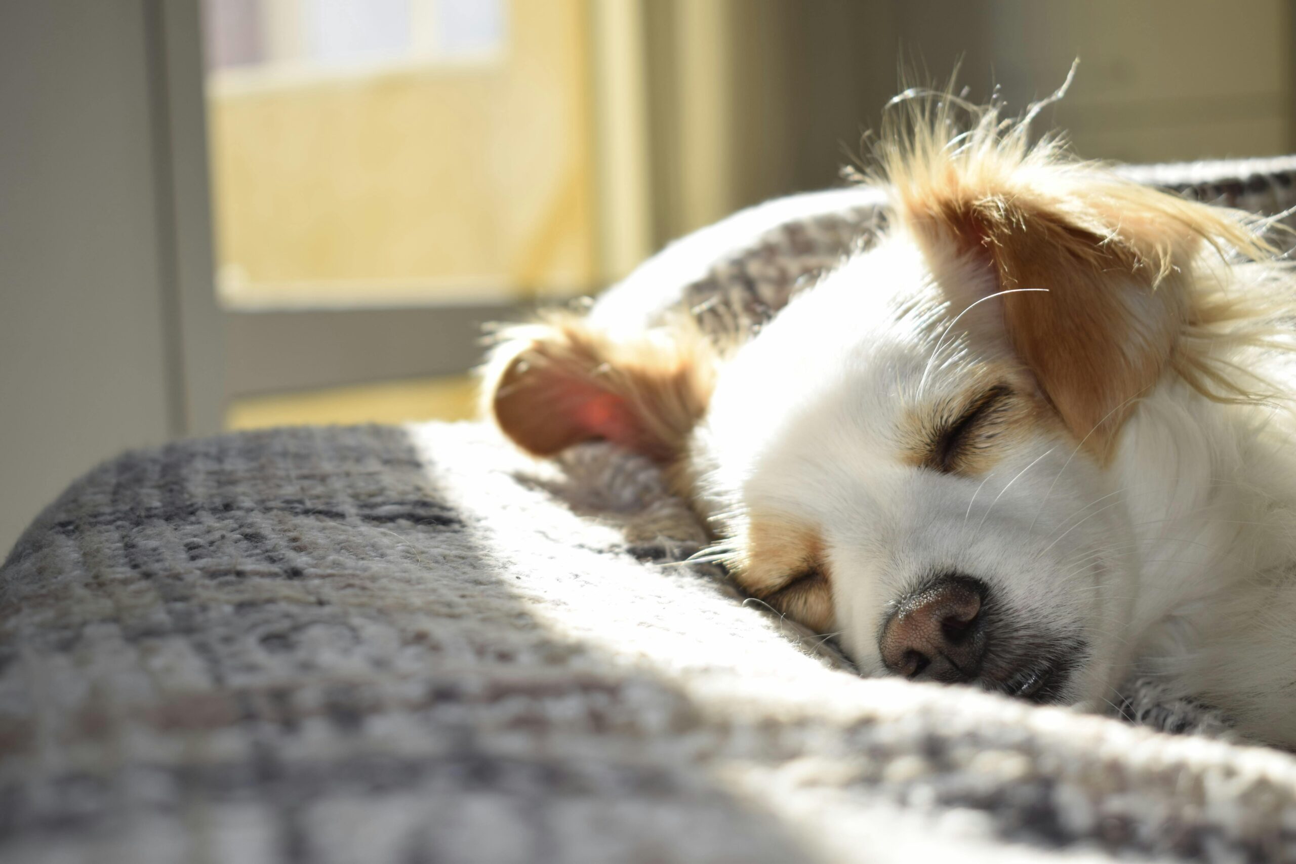 Where Do Dogs Sleep When You Board Them?